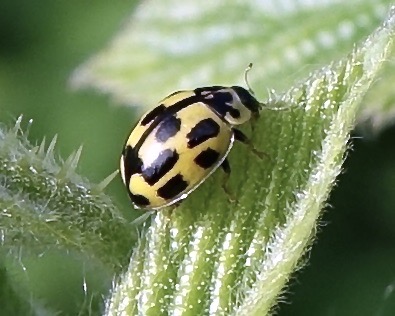14-spot ladybird